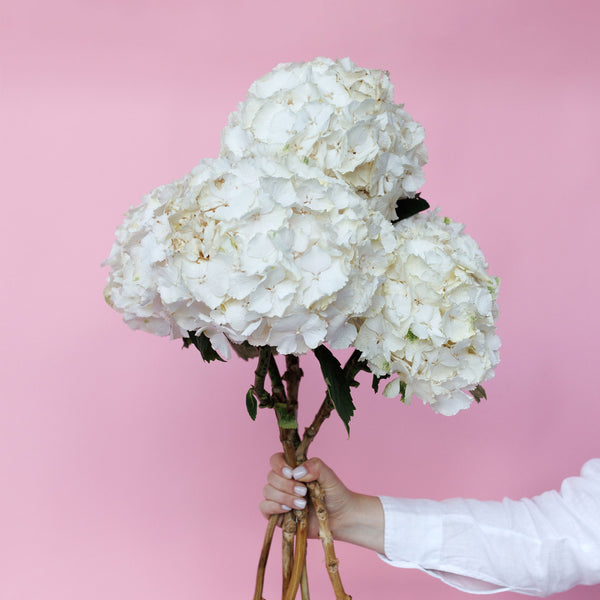 Hydrangea Schneeball