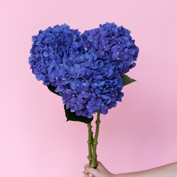 Hydrangea Royal Parade