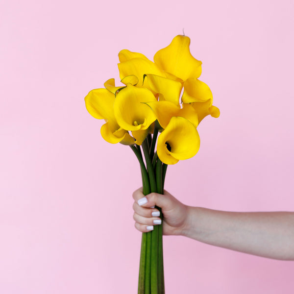 Zantedeschia Gold