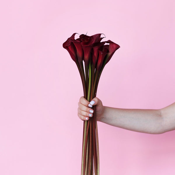 Zantedeschia Red Charm