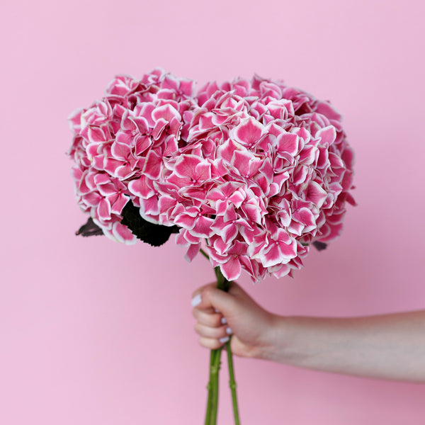 Hydrangea Pink and White