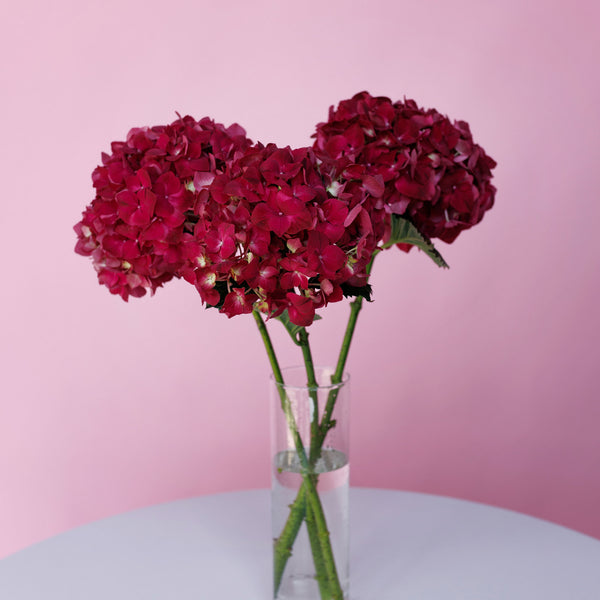 Hydrangea Magical Rubyred