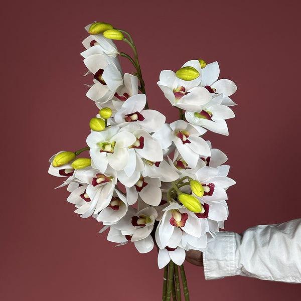 Cymbidium Orchid White