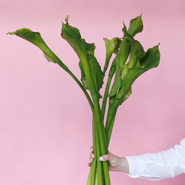 Zantedeschia Green Gold