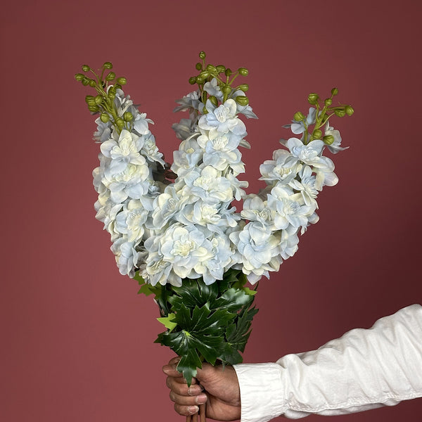 Delphinium C6 White‑Blue