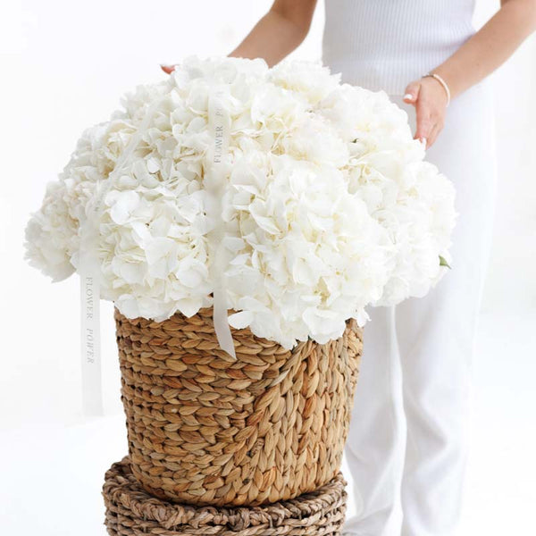 Ivory Cloud