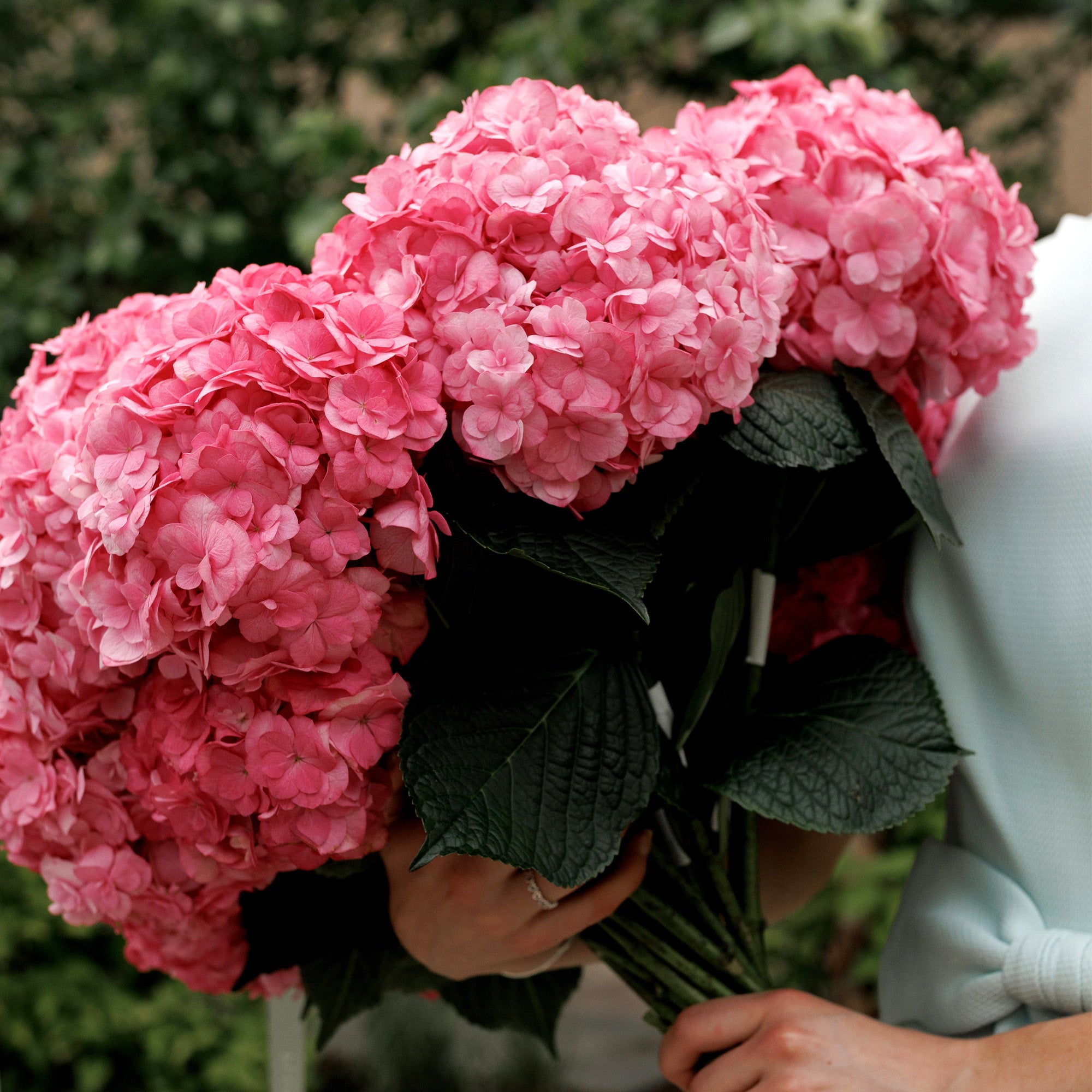Bouquet of fuchsia-pink hydrangeas 