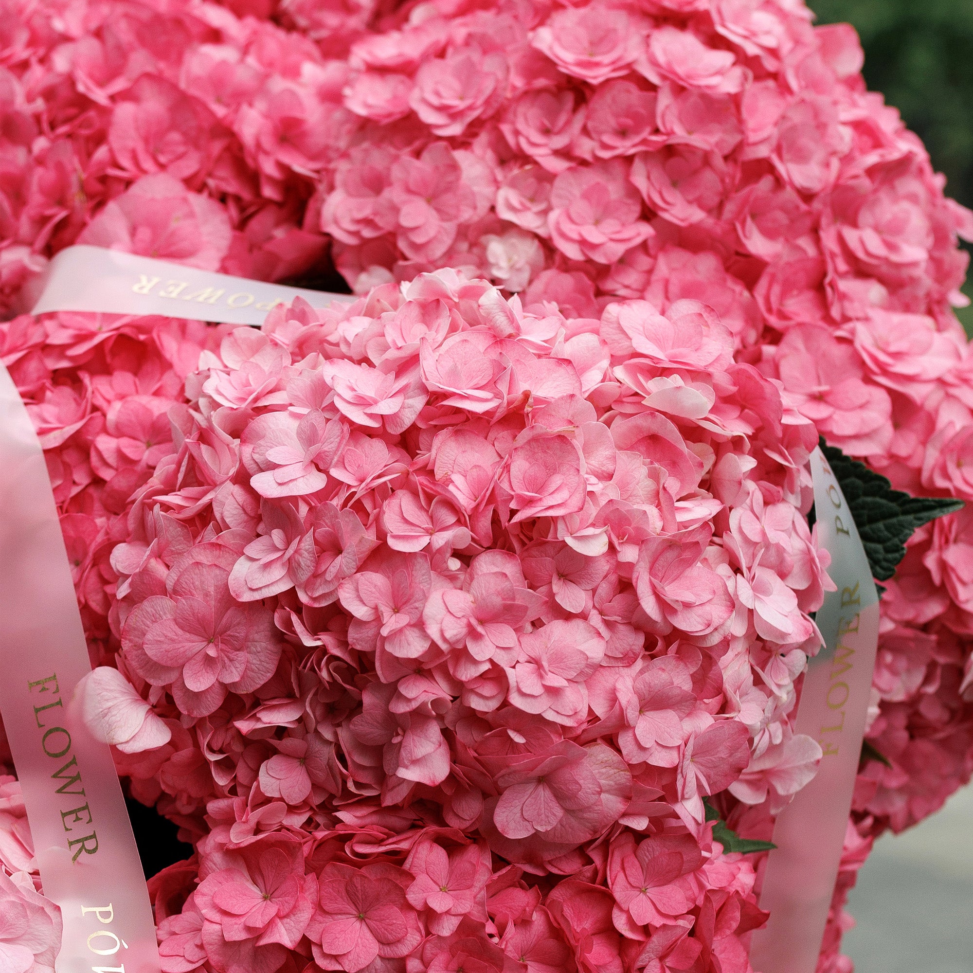 Bouquet of fuchsia-pink hydrangeas 