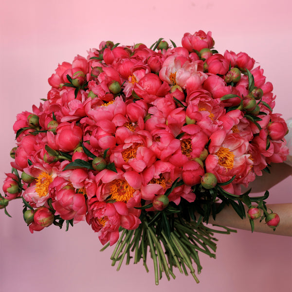 Coral WOW